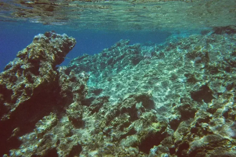 Aquários marinhos com layout de recife artificial para esconderijos de pequenos peixes