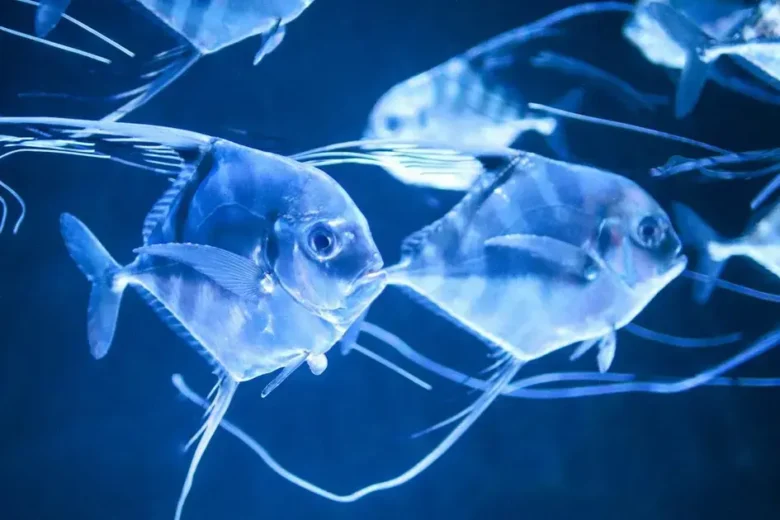 Como evitar superpopulação em aquários pequenos com peixes de reprodução rápida