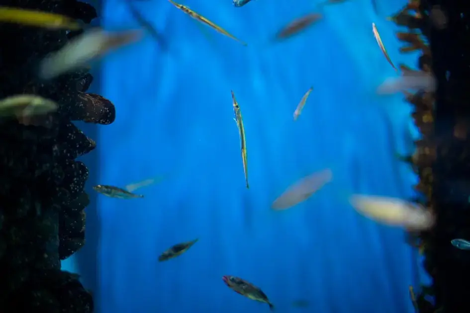 Compatibilidade de camarões limpadores em aquários marinhos com peixes agressivos