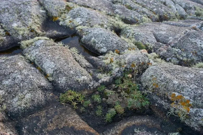 Manutenção de substratos férteis em aquários com plantas de raiz profunda