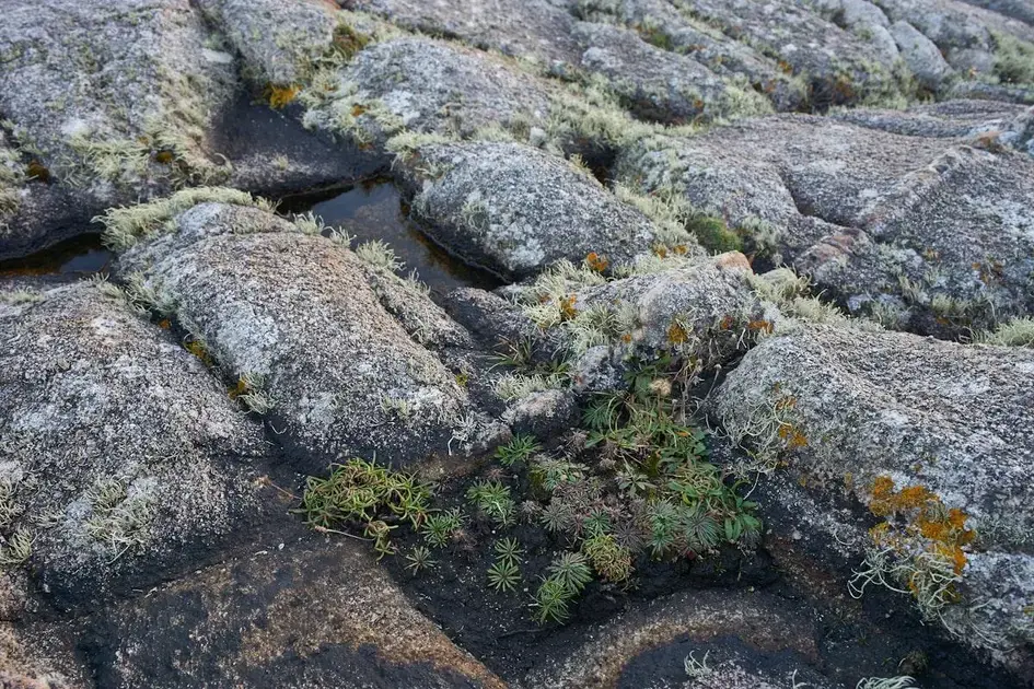 Manutenção de substratos férteis em aquários com plantas de raiz profunda