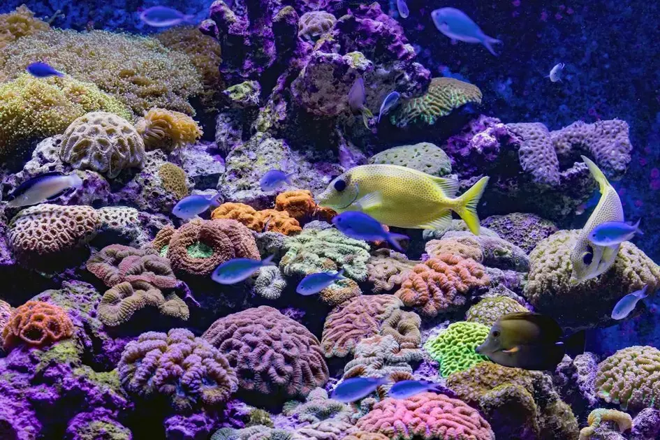 Planejamento do layout de hardscape para aquários com peixes tímidos e territoriais
