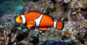 Como Cuidar de Peixe Palhaço: Dicas Para um Aquário Saudável