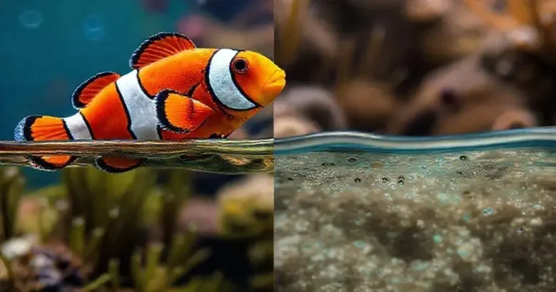 Peixe-Palhaço Água Doce ou Salgada? Descubra as Verdades Aqui!