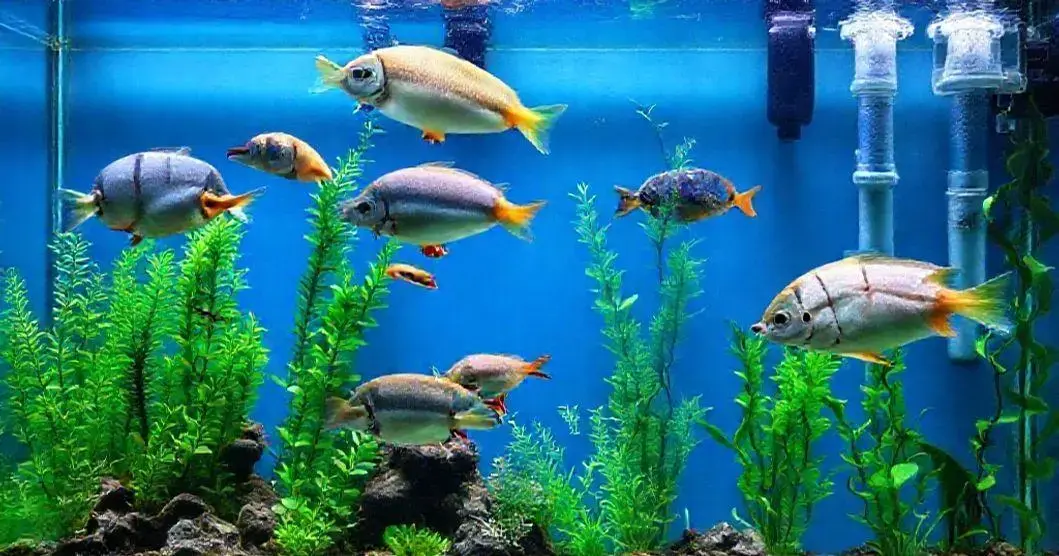 Quais sistemas de filtragem são mais eficazes para aquários de água salgada?