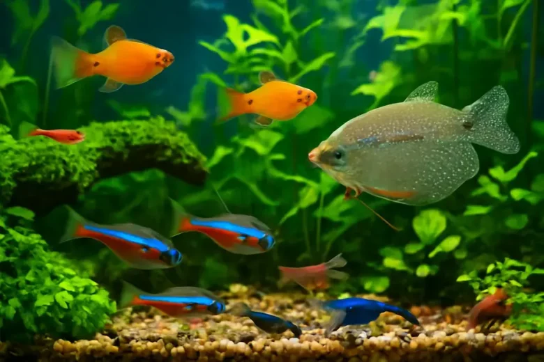 Os melhores peixes de água doce para conviver com camarões ornamentais